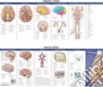 Anatomy of the Brain Study Guide libro in lingua di Anatomical Chart Company (COR)