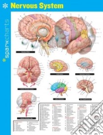 Sparkcharts Nervous System libro in lingua di SparkNotes (COR)
