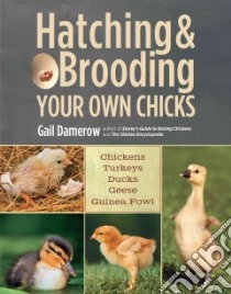 Hatching & Brooding Your Own Chicks libro in lingua di Damerow Gail